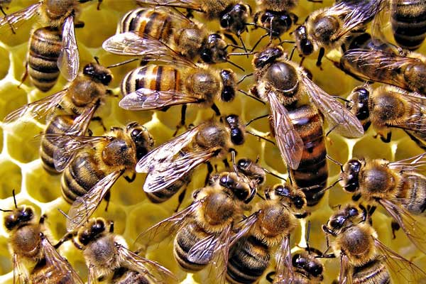 Kinh nghiệm nuôi ong lấy mật (giống địa phương – “ong nội”)
